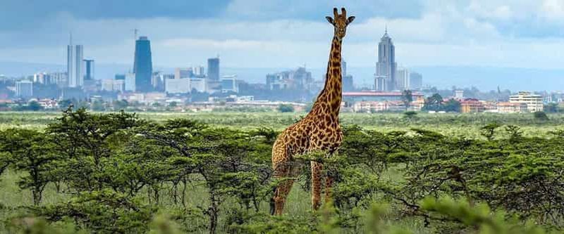 Billet Parc de Nairobi et éléphants en option avec Jeep 4x4 (pas de minivan)