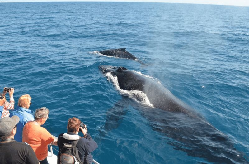 Billet Samana : excursion d'une journée à Cayo Levantado et observation des baleines