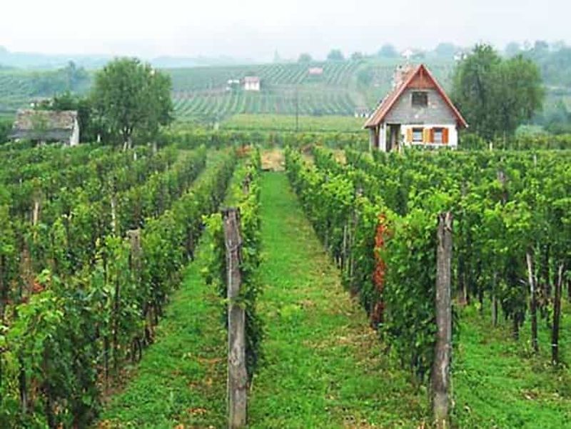 Billet Dégustation de vins à Villány, visite touristique à Pécs, visite privée