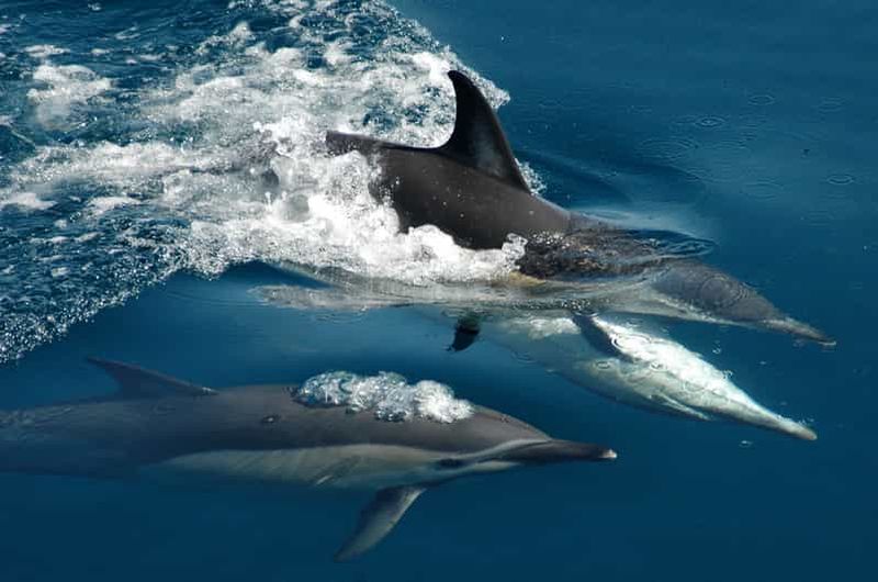 Billet Auckland : Croisière Tikapa Moana pour les baleines, les dauphins et les îles