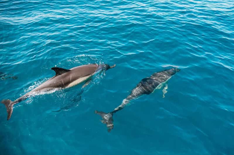 Billet Lagos : Observation des dauphins avec un biologiste marin professionnel