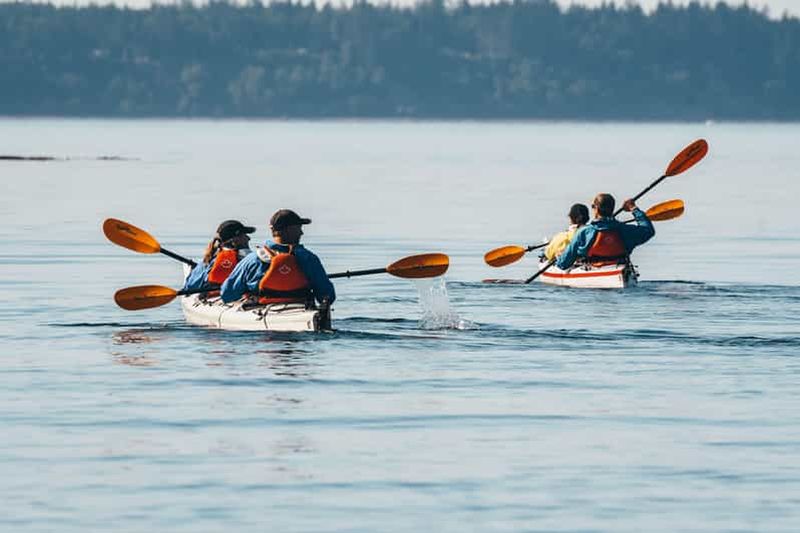 Billet Telegraph Cove : excursion d'une journée complète en kayak