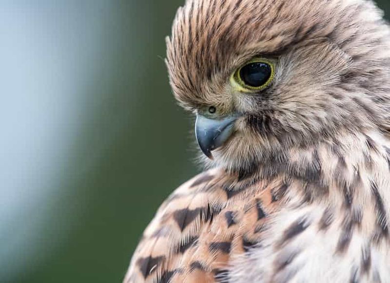 Billet Vienne : observation des oiseaux en ville - visite guidée d'observation des oiseaux dans la métropole !