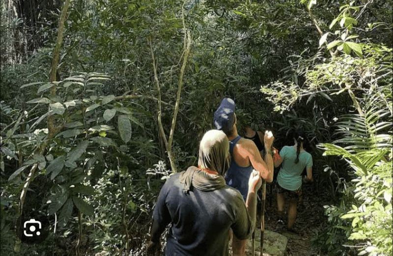 Billet Randonnée dans la forêt de Masingini, tyrolienne, ferme d'épices et déjeuner
