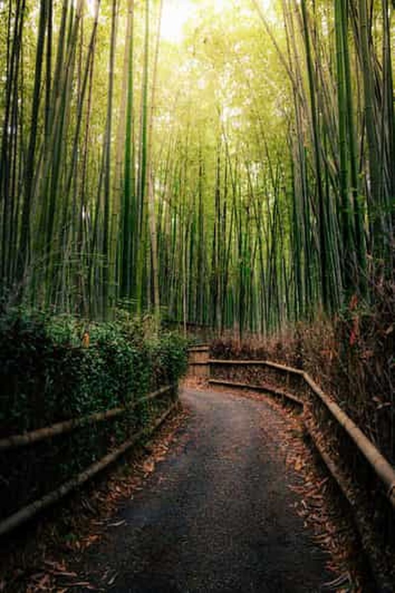 Billet Kyoto : excursion d'une journée à Arashiyama en train, en bateau et avec accès à un onsen