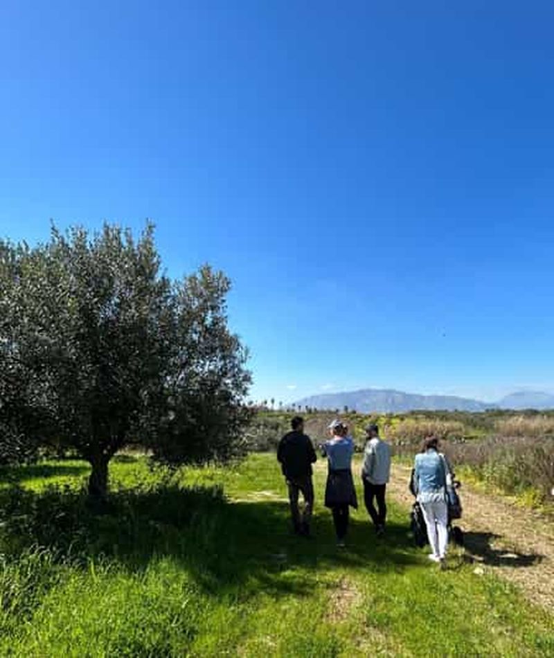 Billet Balestrate : Visite d'une oliveraie avec dégustation de vins et d'huile d'olive
