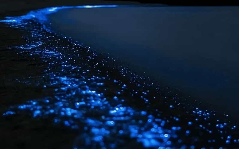 Billet Auckland : excursion en kayak avec guide pour observer la bioluminescence