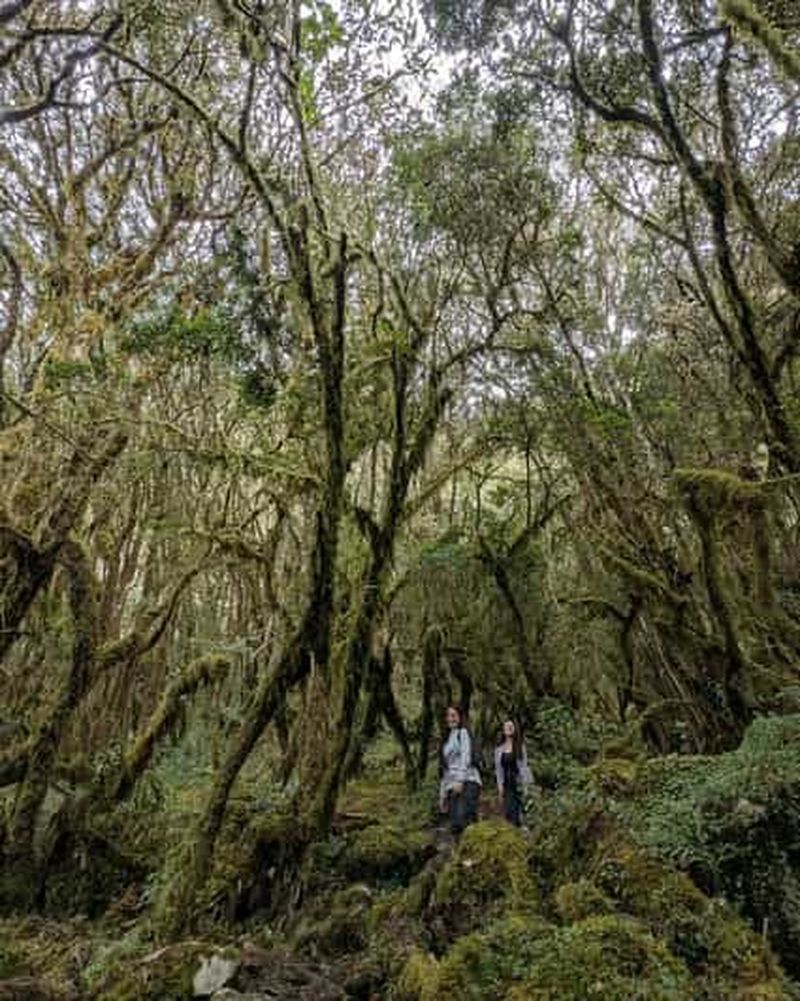 Billet Randonnée dans la forêt de Niebla à Choachi, au départ de Bogota