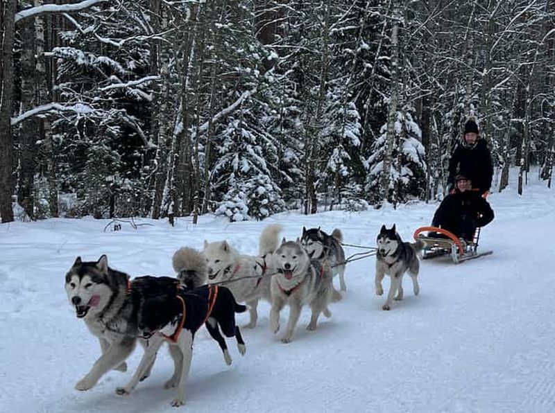 Billet Au départ de Riga : excursion en traîneau à huskies ou en kart à roues