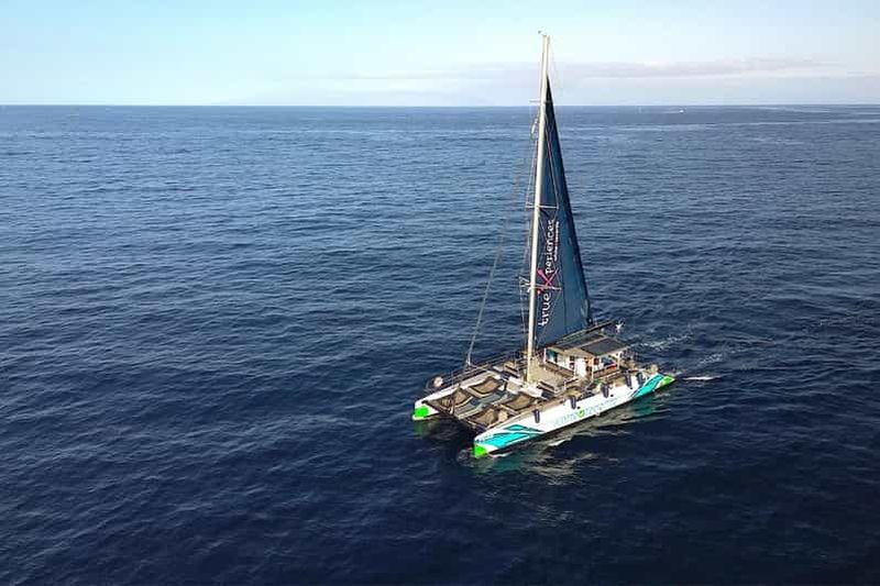 Billet Costa Adeje : croisière écologique avec observation de baleines et dauphins, collation et boissons