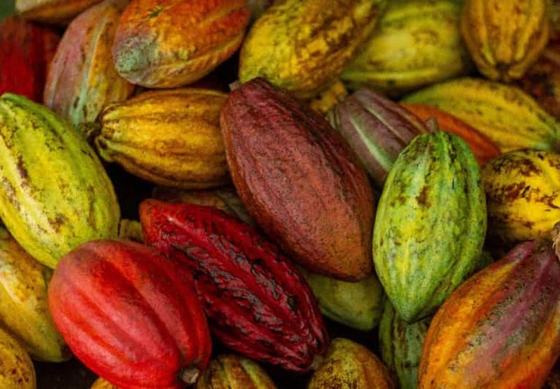 Billet La Fortuna : Circuit Don Juan Arenal Café et Chocolat