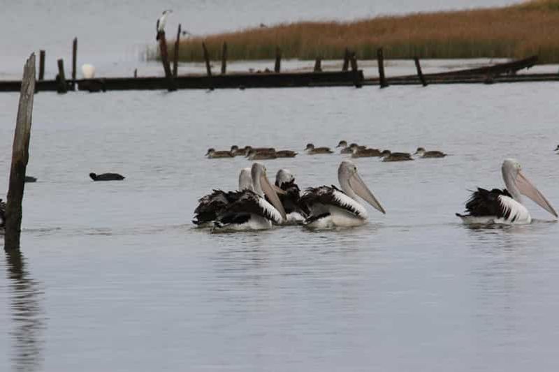 Billet Île Hindmarsh : excursion en kayak à Rivers End