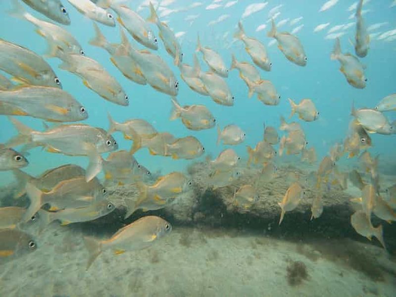 Billet Fuerteventura : initiation à la plongée sous-marine