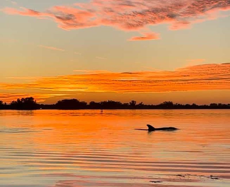 Billet Anna Maria Island et Bradenton : Excursion en kayak au coucher du soleil à la rencontre des dauphins