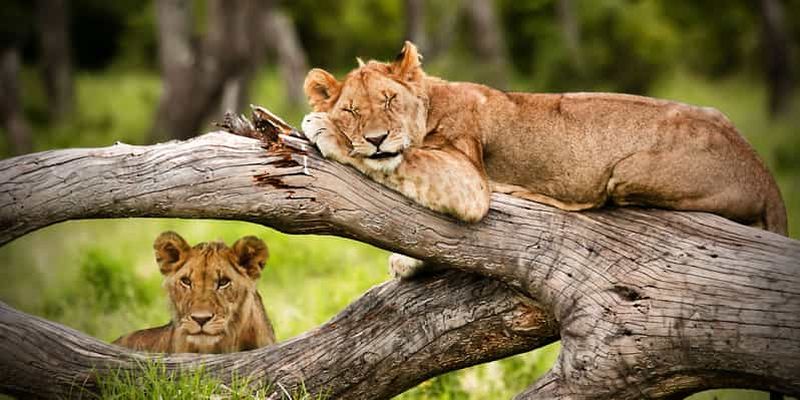 Billet Nairobi : parc national, orphelinat pour éléphants et centre pour girafes