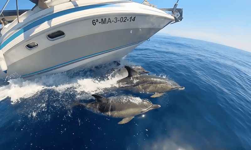 Billet Benalmadena : Tour en bateau à la rencontre des dauphins