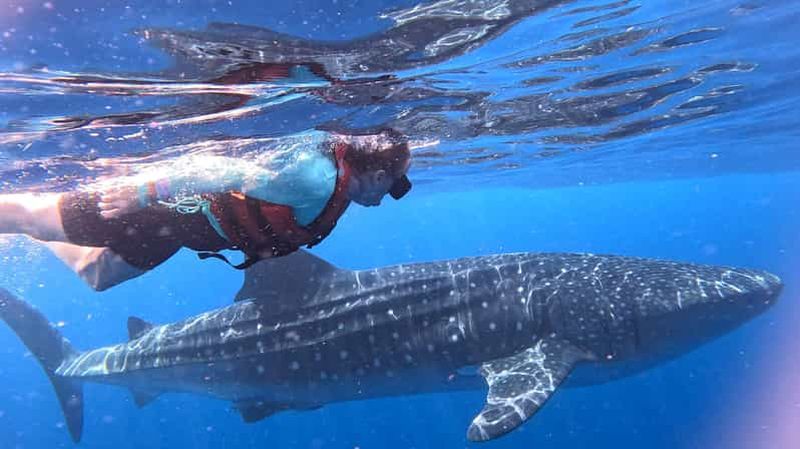 Billet Aventure avec les requins-baleines depuis Cancún et la Riviera Maya