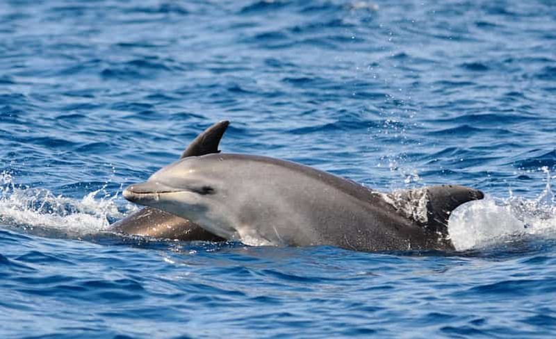 Billet Safari en kayak avec les dauphins au coucher du soleil à Golfo Aranci