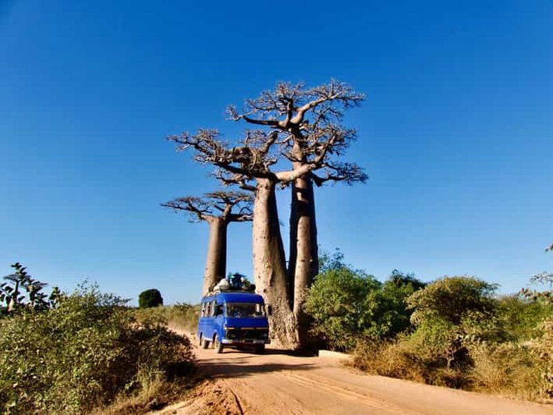 Billet Antananarivo : Morondava, Tsingy et l'Avenue des Baobabs - Voyage de 9 jours