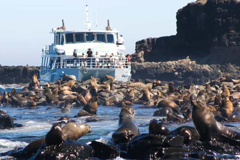 Billet Île Philip : Croisière d'observation des phoques