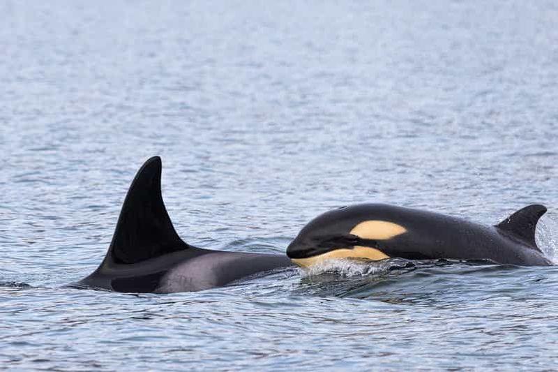 Billet Safari d'observation de baleines en bateau semi-rigide à Skjervøy