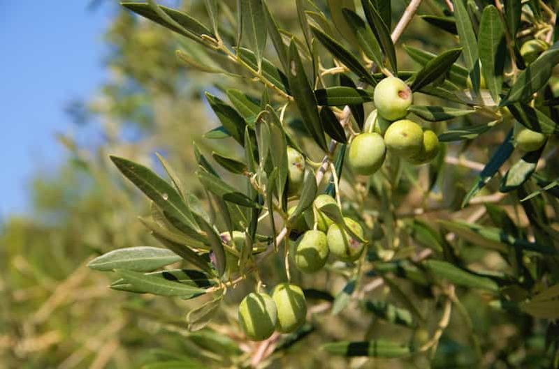 Billet Cres : Visite à pied de l'huile d'olive avec dégustations