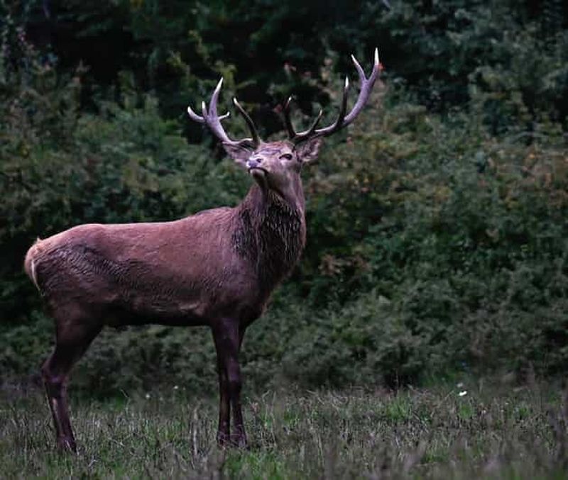 Billet Villetta Barrea : Visite à pied dans la Terre des Cerfs