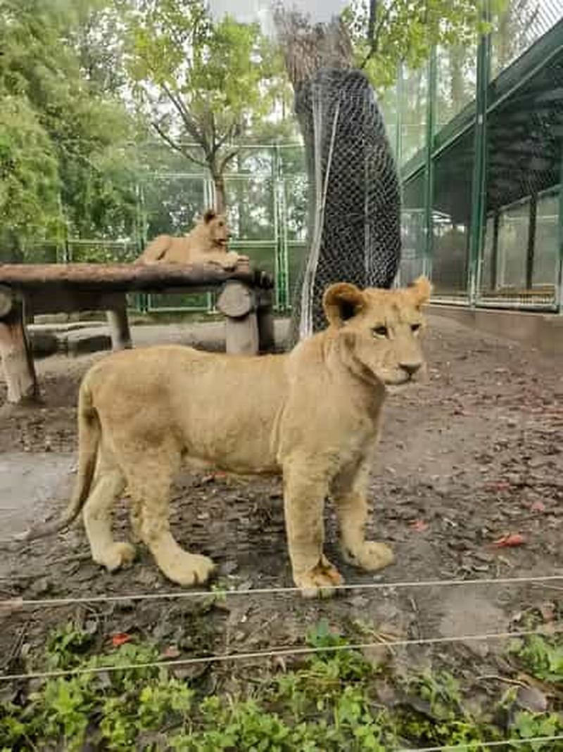 Billet Visite du parc animalier de Shanghai : nourrissage des pandas et des prédateurs