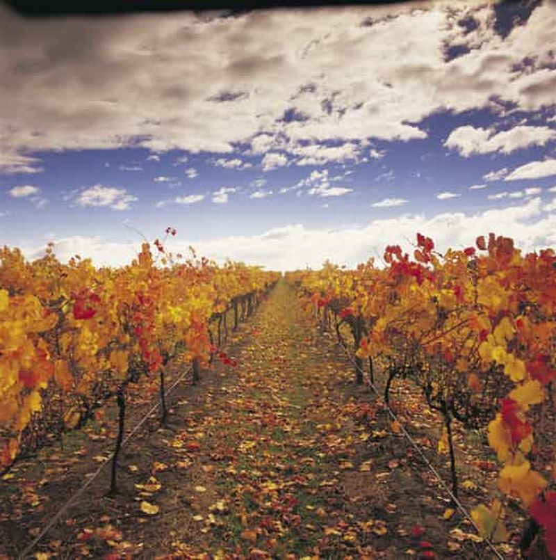 Billet Yarra Valley : visite des vignobles avec déjeuner à Yering Station