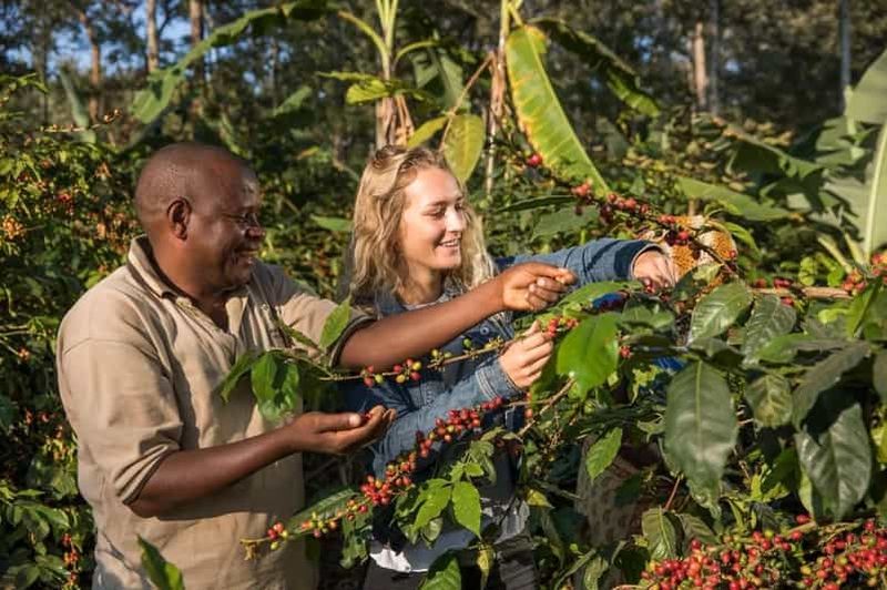Billet Arusha : visite guidée du Coffee Lodge avec dégustation de café