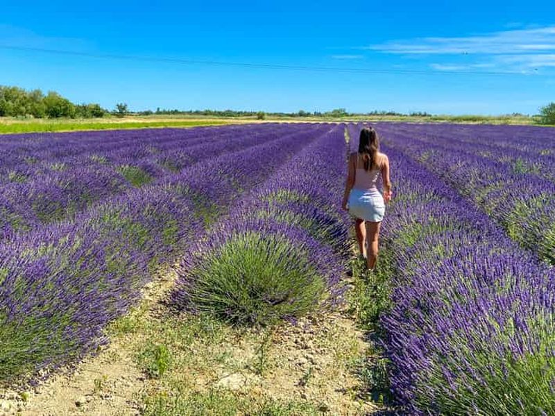 Billet Visite des champs de lavande et de la distillerie entre Nîmes et Arles