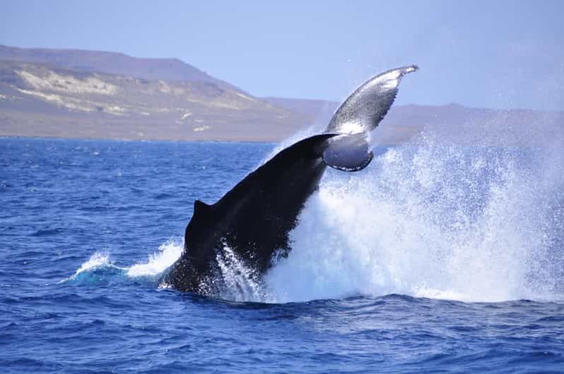 Billet Boa Vista : Expédition d'observation des baleines