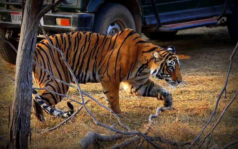 Billet 7 jours en Inde Taj Mahal avec safari tigre à Ranthambore