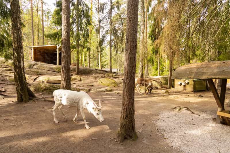 Billet Helsinki : visite du parc des rennes et aventure en buggy