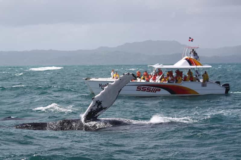 Billet Samana : Observation des baleines et visite d'une jounée de Cayo Levantado