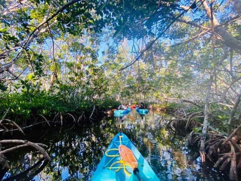 Billet Key West : excursion de 2 heures en kayak dans la mangrove