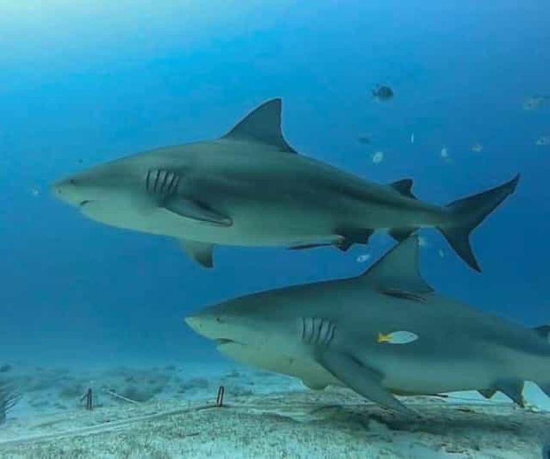 Billet Playa del Carmen : requins-taureaux et récif – 2 plongées (certifiées)