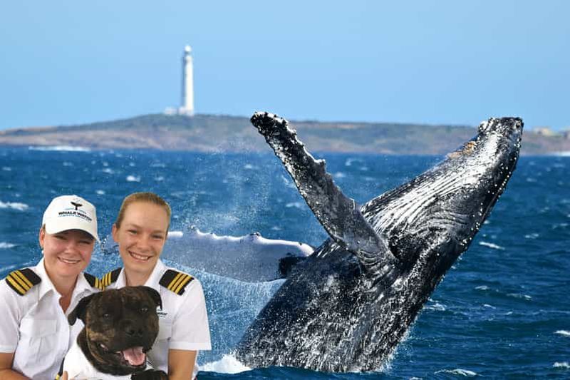 Billet Au départ d'Augusta : excursion primée d'observation des baleines