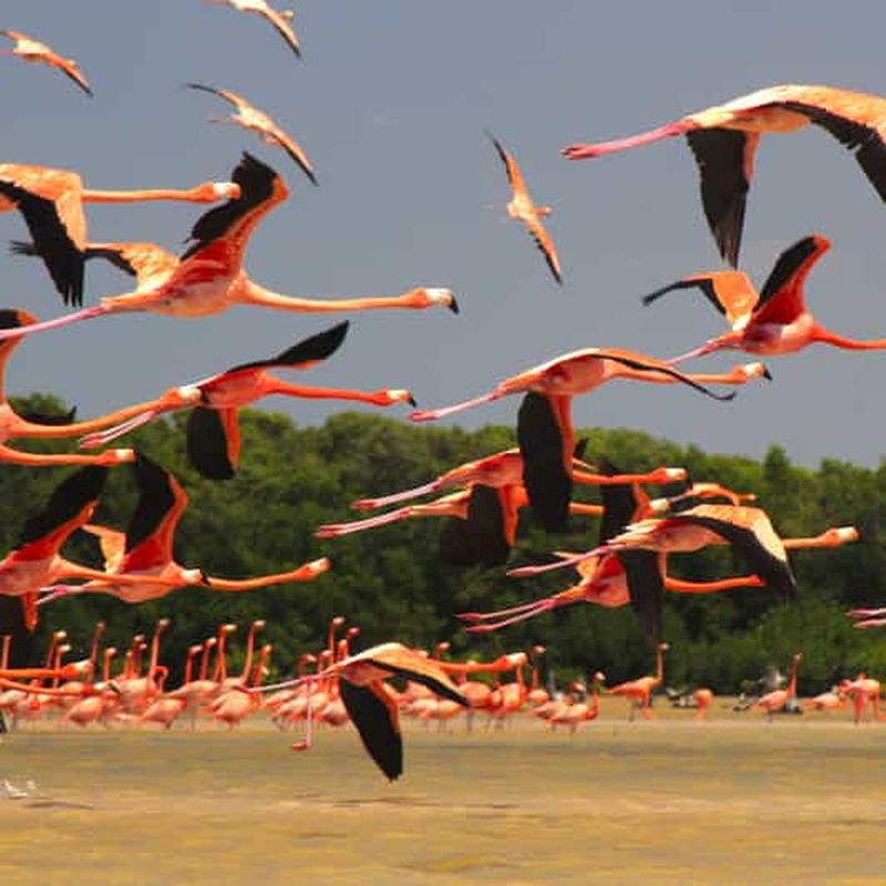 Billet Sisal Yucatán : Flamingo Safari Tour Manglares