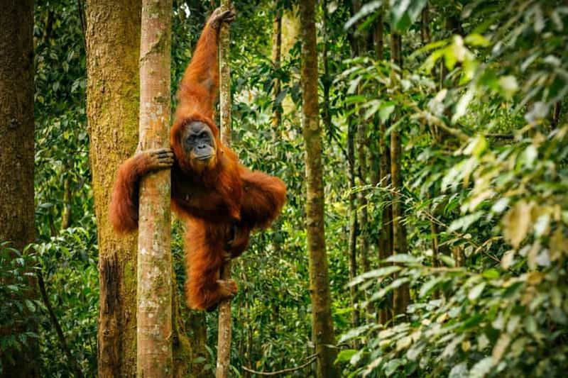 Billet Randonnée de 3 jours à Bukit Lawang, visite du village en becak