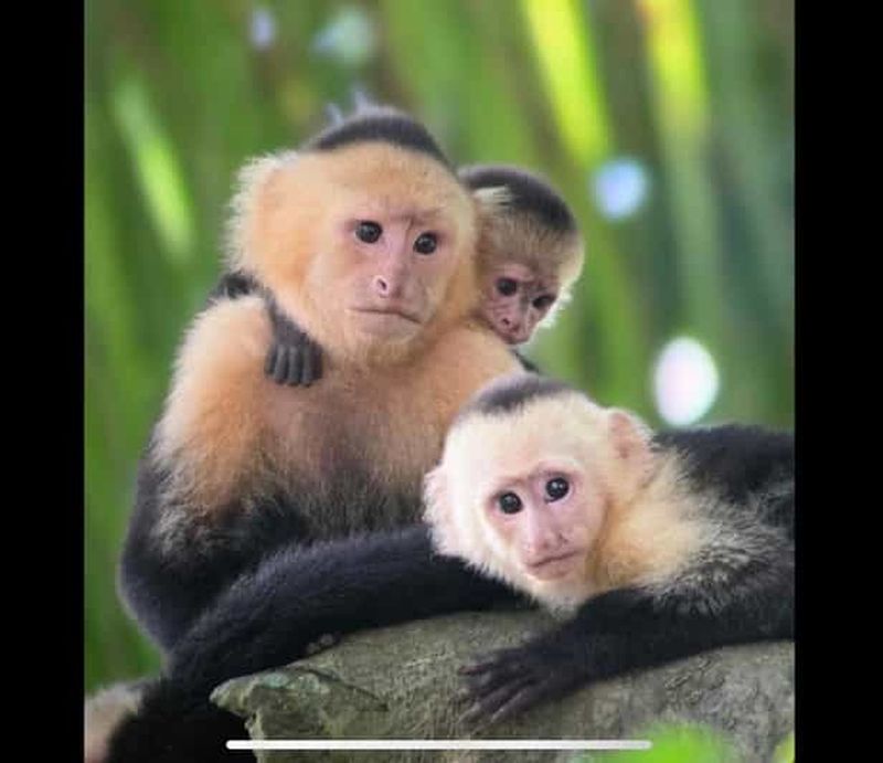 Billet Tour en bateau de la mangrove et des singes INOUBLIABLE...