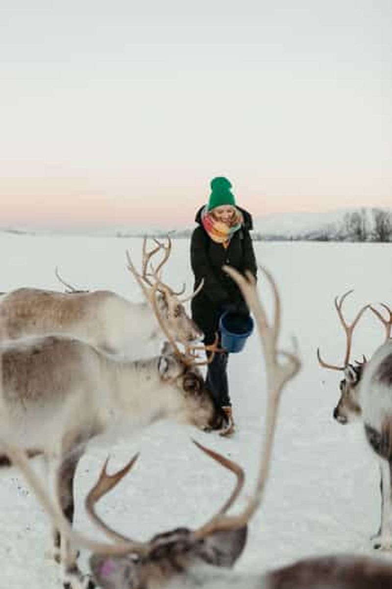 Billet Tromsø : camp de rennes et visite culturelle sami avec déjeuner
