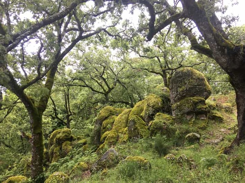 Billet Gredos : Randonnée guidée dans la forêt de Vettón