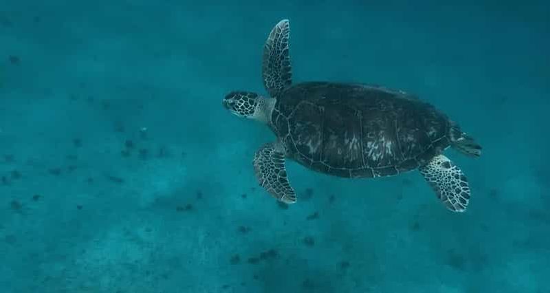 Billet Martinique – Excursion spéciale croisiéristes : plages du sud & snorkeling