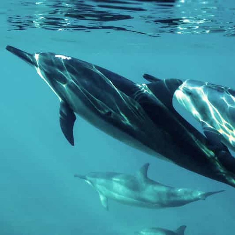 Billet Mascate : tour en bateau pour observer les dauphins