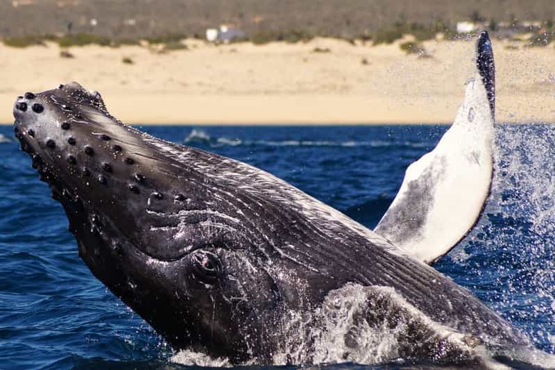 Billet Cabo San Lucas : 2,5 heures d'observation des baleines