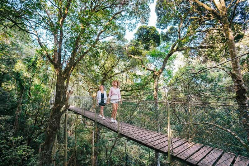 Billet Gold Coast : Lamington Treetops, faune sauvage et visite d'un vignoble