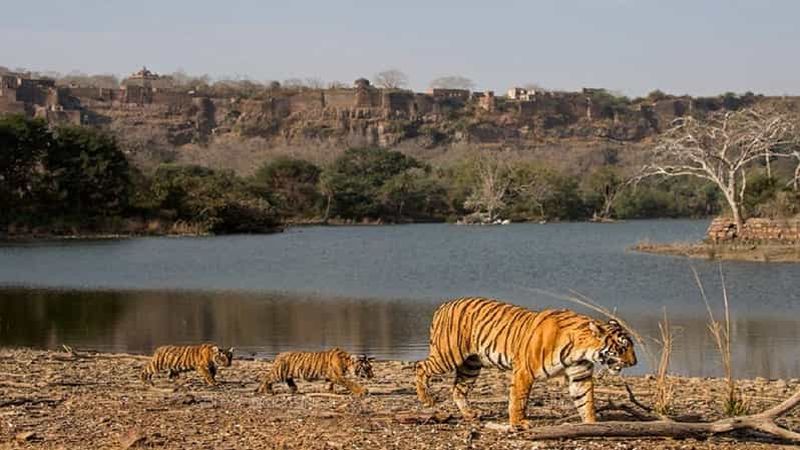 Billet Excursion de 6 jours dans le Triangle d'Or avec safari à Ranthambore