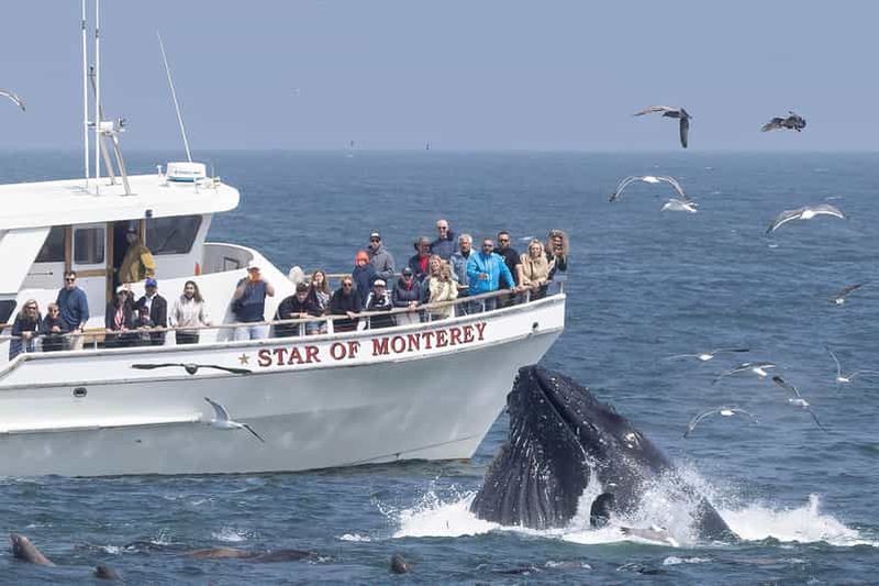 Billet Monterey: excursion en bateau d'observation des dauphins et des baleines dans la baie de Monterey