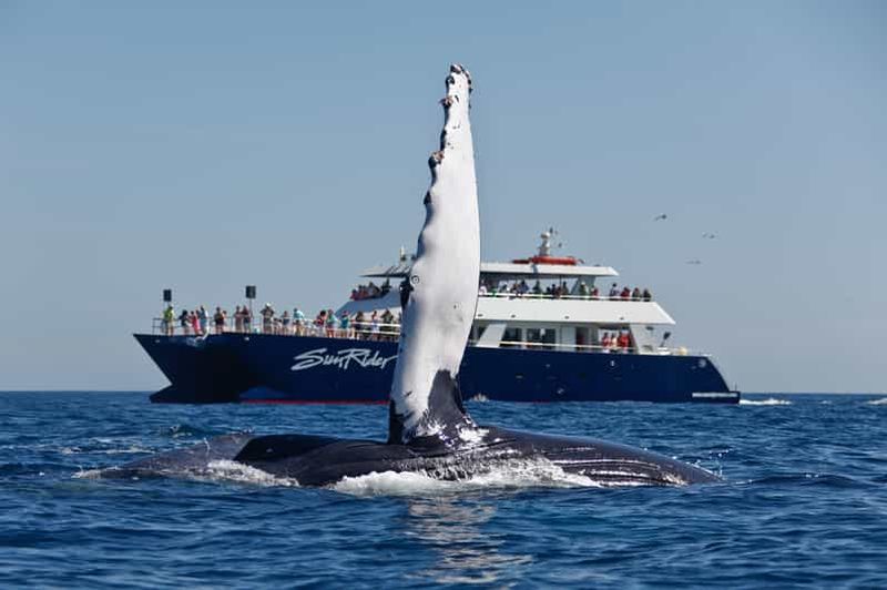 Billet Cabo San Lucas : excursion d'observation de baleines avec buffet et bar ouvert